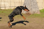 杜宾犬