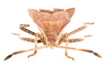 甲壳虫