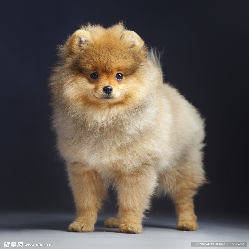 可爱狗狗