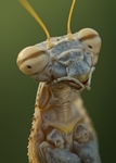 昆虫