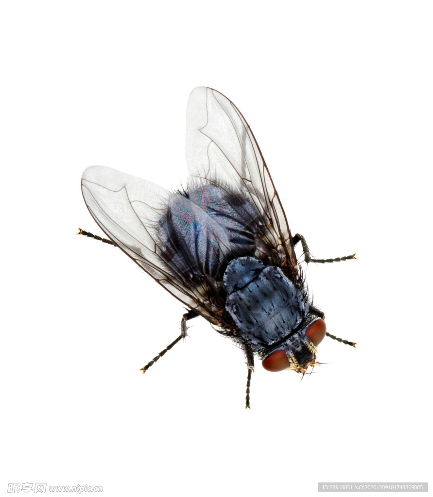 昆虫