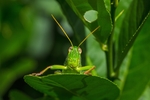 昆虫