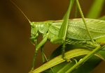 昆虫