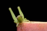 昆虫
