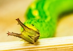 昆虫