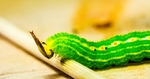 昆虫