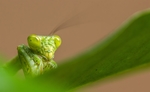 昆虫