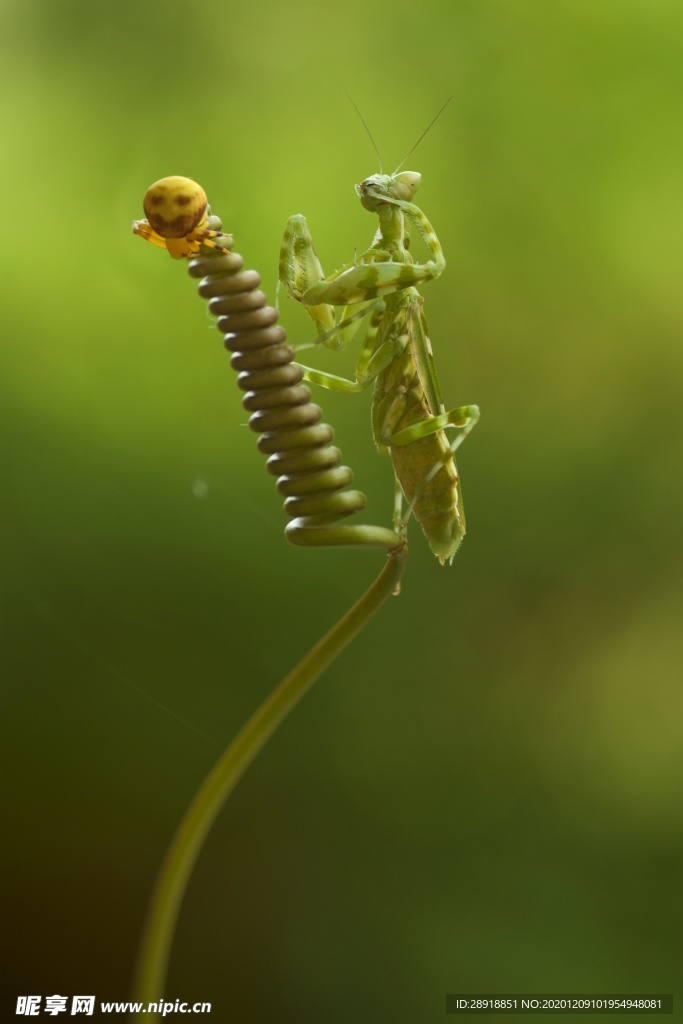 昆虫