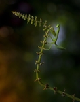 昆虫
