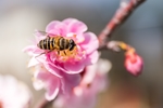 蜜蜂