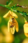 蜜蜂