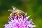 蜜蜂