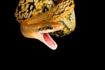 蛇
