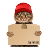 小猫