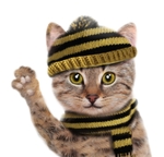 小猫