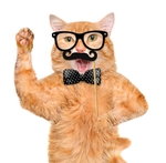 小猫