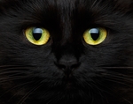 小猫
