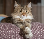 小猫