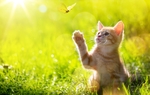 小猫