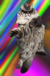小猫