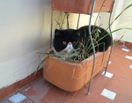 小猫
