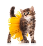 小猫