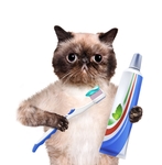 小猫
