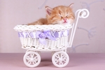 小猫