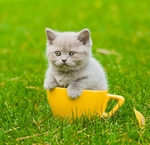 小猫