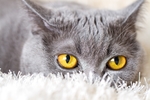 小猫