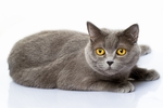 小猫