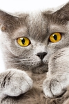 小猫