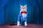 小猫