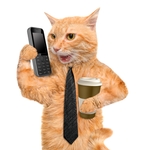 小猫
