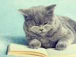 小猫