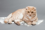 小猫