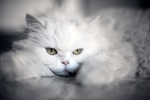 小猫