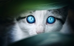小猫