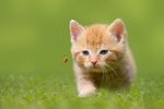 小猫