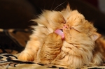 小猫