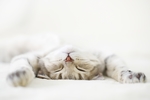 小猫