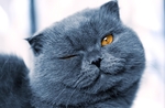 小猫