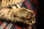 小猫