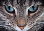 小猫