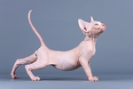 小猫
