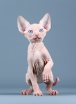 小猫
