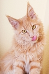 小猫