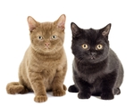 小猫