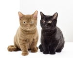 小猫