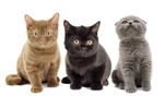 小猫